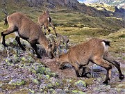 06 Al Passo di Mezzeno (2144 m) stambecchi si gustano il sale nel terriccio